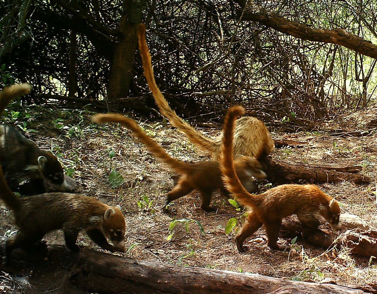 Wildlife, babies, Mexico